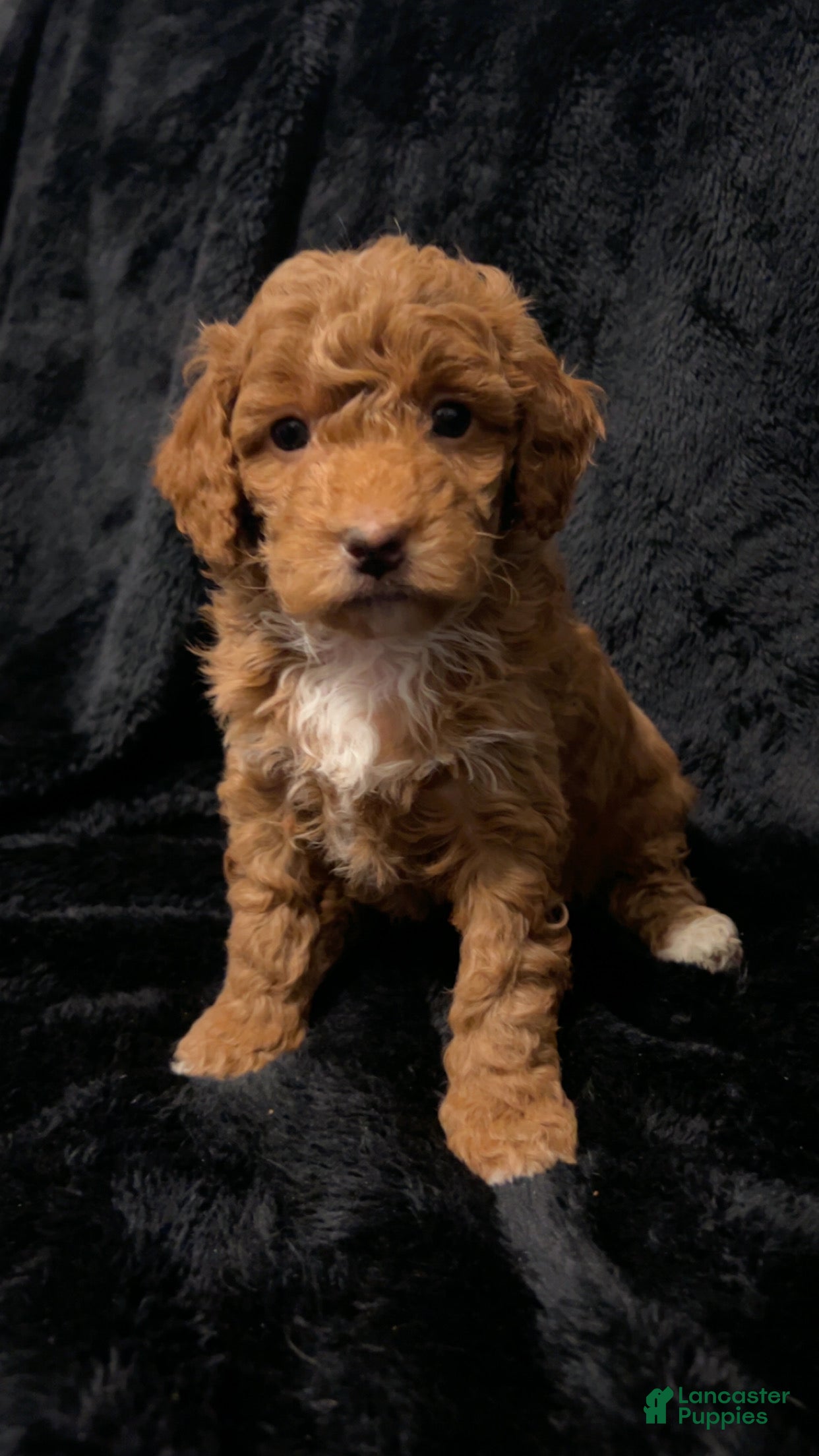 Mini Goldendoodle dogs for sale: Ms Grits - Ad 3