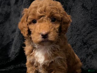 Mini Goldendoodle dogs for sale: Ms Grits - Ad 3