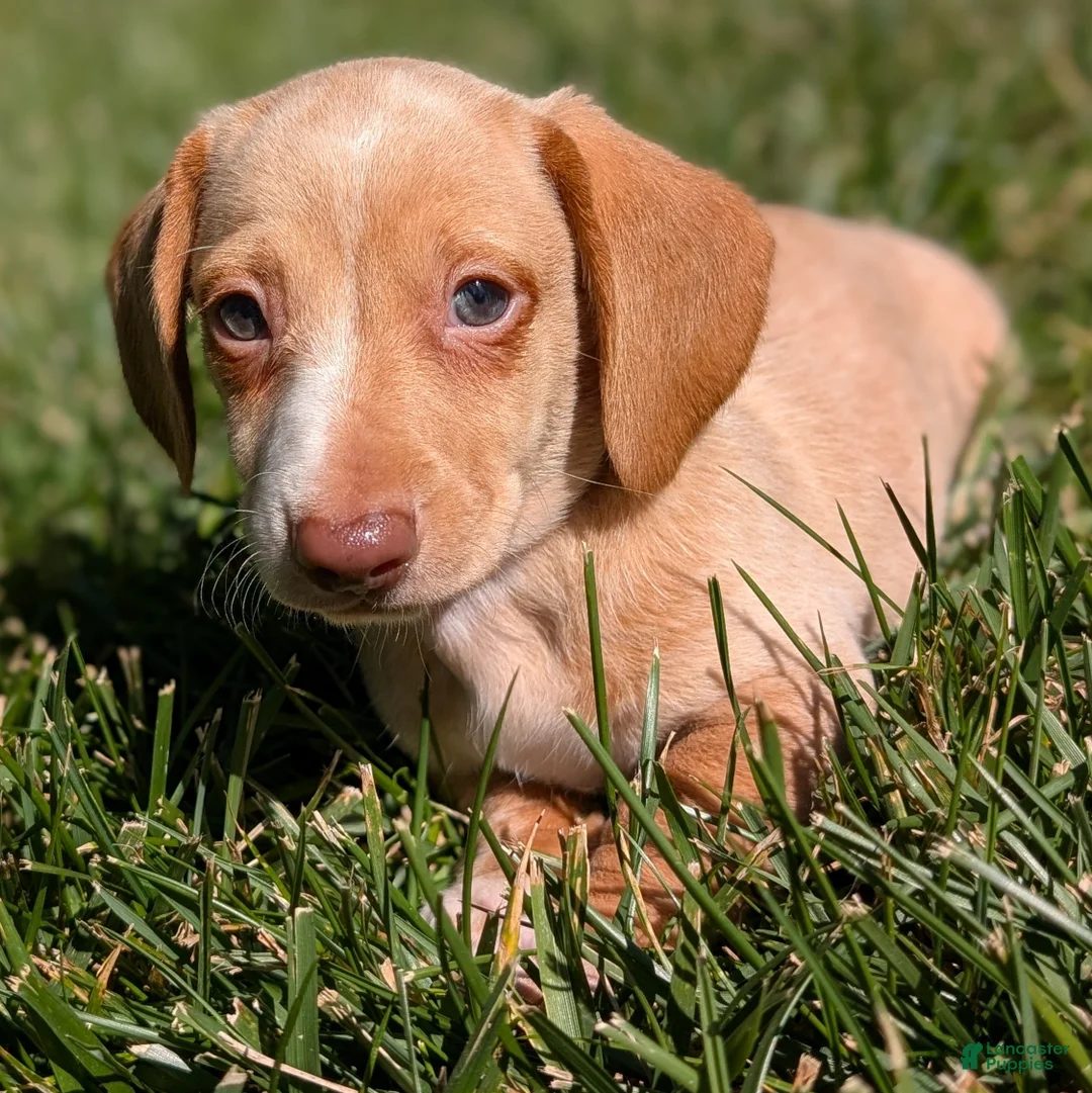 Miniature Dachshund dogs for sale: Biscotti - Ad 1