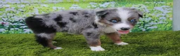 Australian Shepherd dogs for sale: Loki - Ad 2