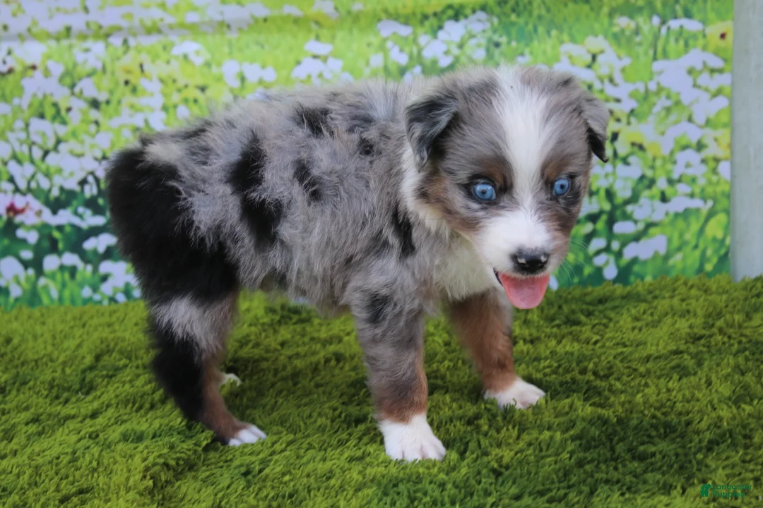 Australian Shepherd dogs for sale: Loki - Ad 2