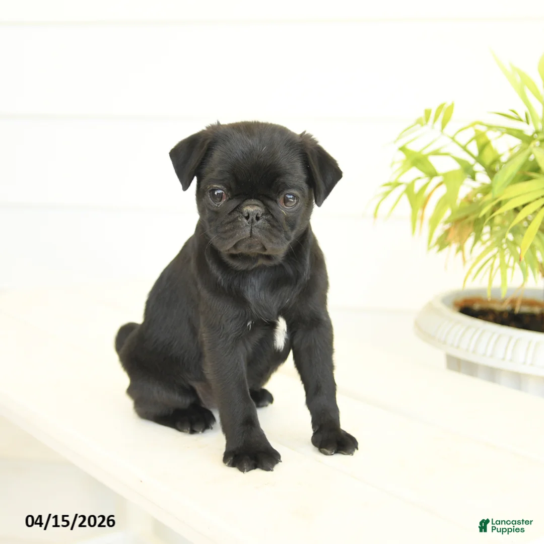 Pug dogs for sale: Pansy - Ad 3