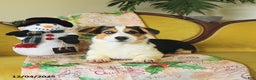 Welsh Corgi Pembroke dogs for sale: Natalie - Ad 25