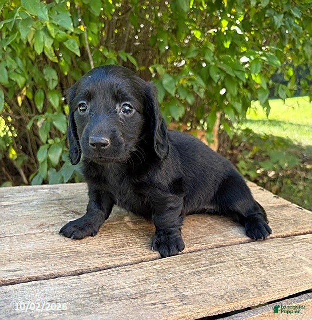 Dachshund dogs Tessa - Ad 2