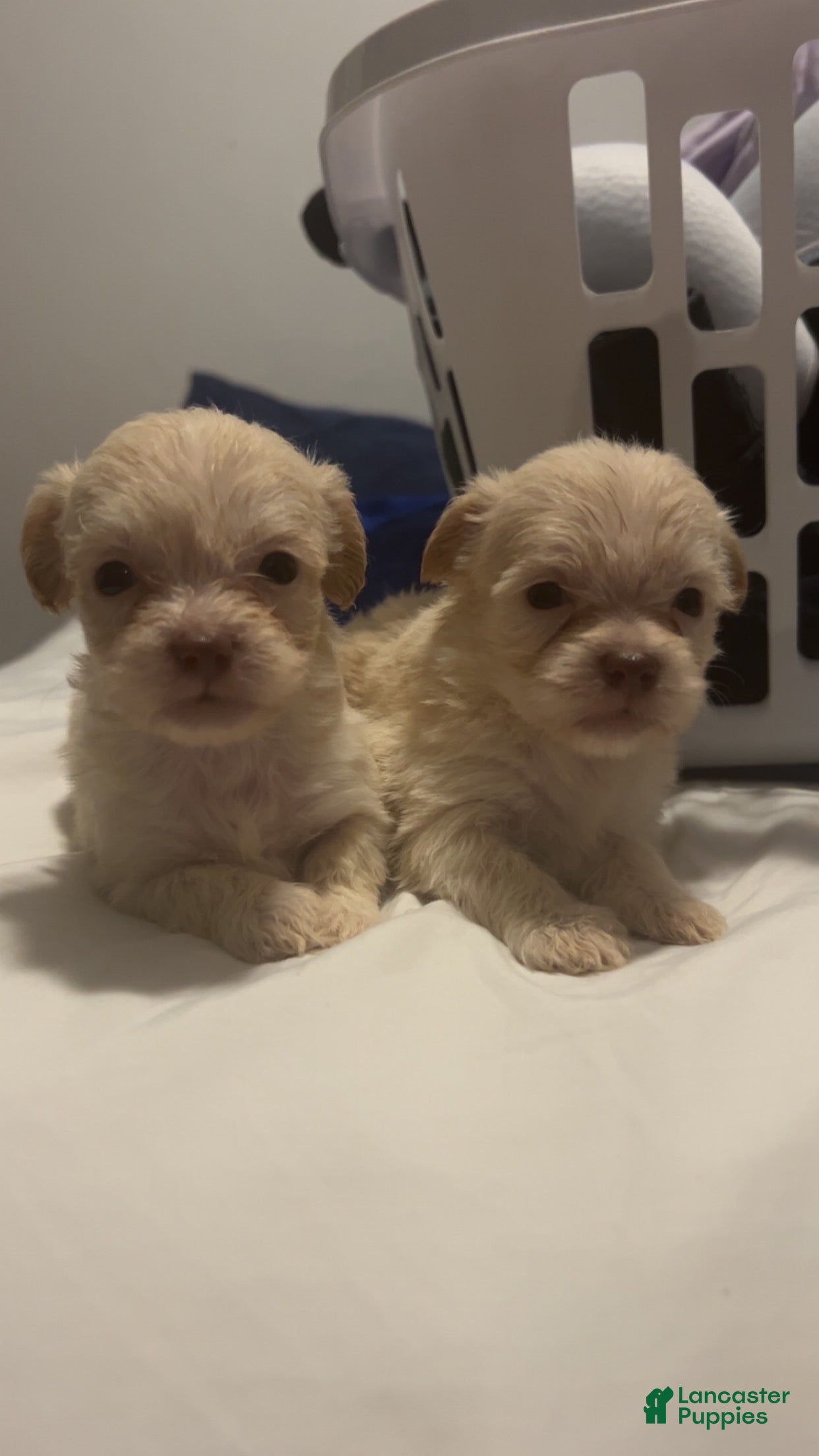 Mixed Breed dogs Jack - Ad 2