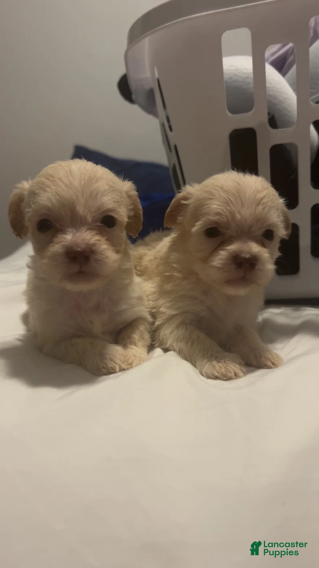 Mixed Breed dogs for sale: Jack - Ad 2