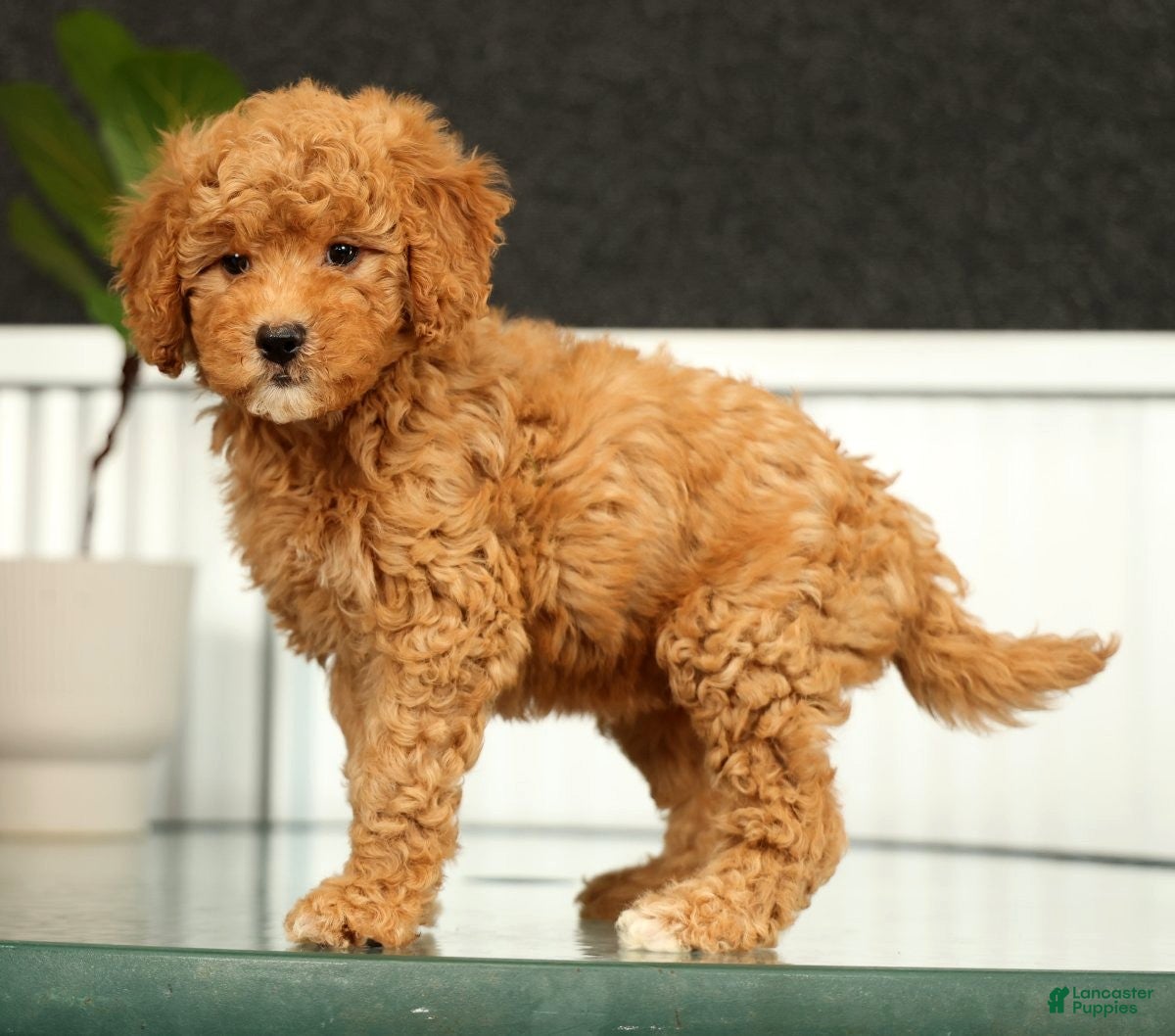 Mini Goldendoodle dogs Sage - Ad 2