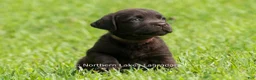 Labrador Retriever dogs for sale: Eric - Ad 3