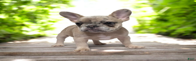 French Bulldog chanel