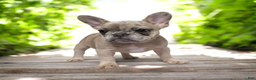 French Bulldog dogs for sale: French Bulldog chanel - Ad 1