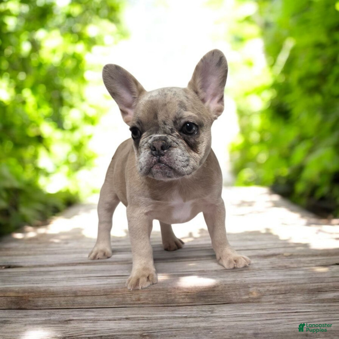 French Bulldog dogs for sale: French Bulldog chanel - Ad 1