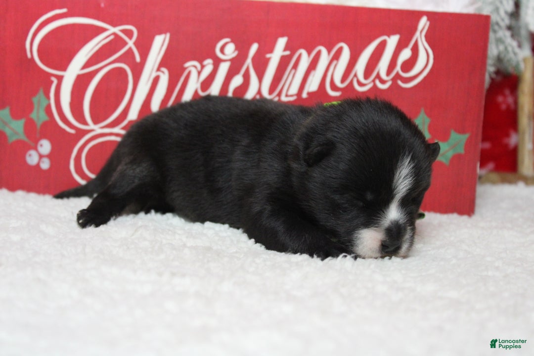 Pomsky dogs for sale: Luey  - Ad 3