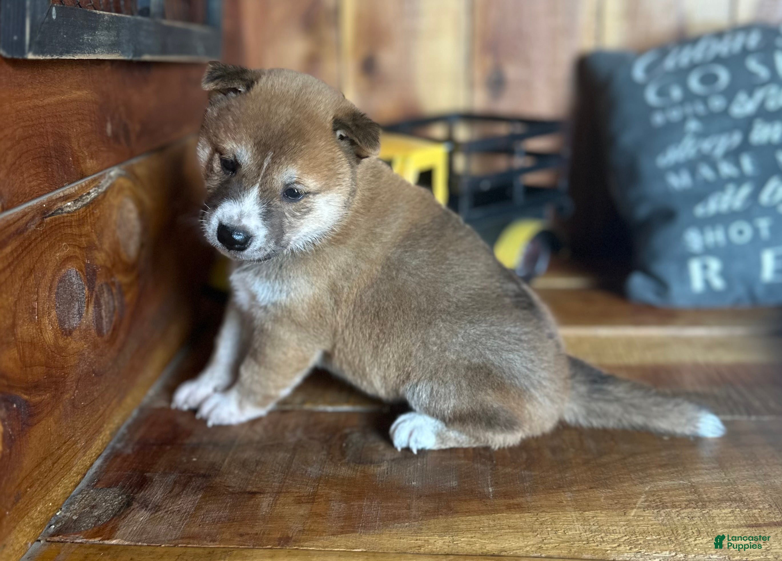 Shiba Inu dogs Shiba Inu Puppy 4 - Ad 1