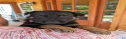 German Shepherd dogs for sale: ♥️SWEET RUBY♥️ - Ad 9