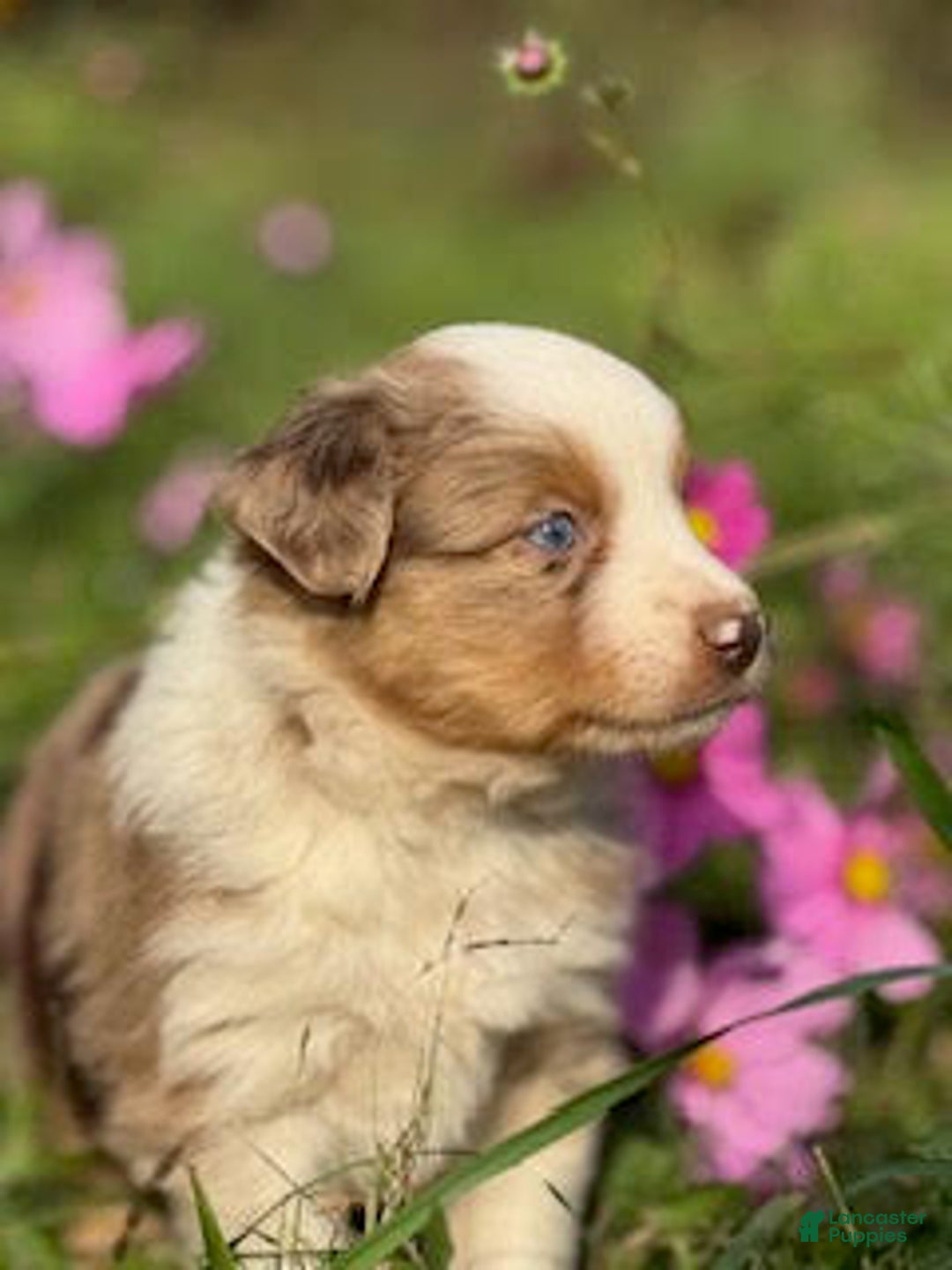 Miniature Australian Shepherd dogs for sale: Manson - Ad 3