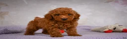 Miniature Poodle dogs for sale: Jake - Ad 14