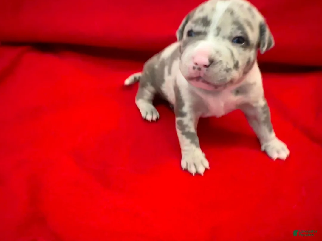 American Bully dogs for sale: American Bully 1 - Ad 2