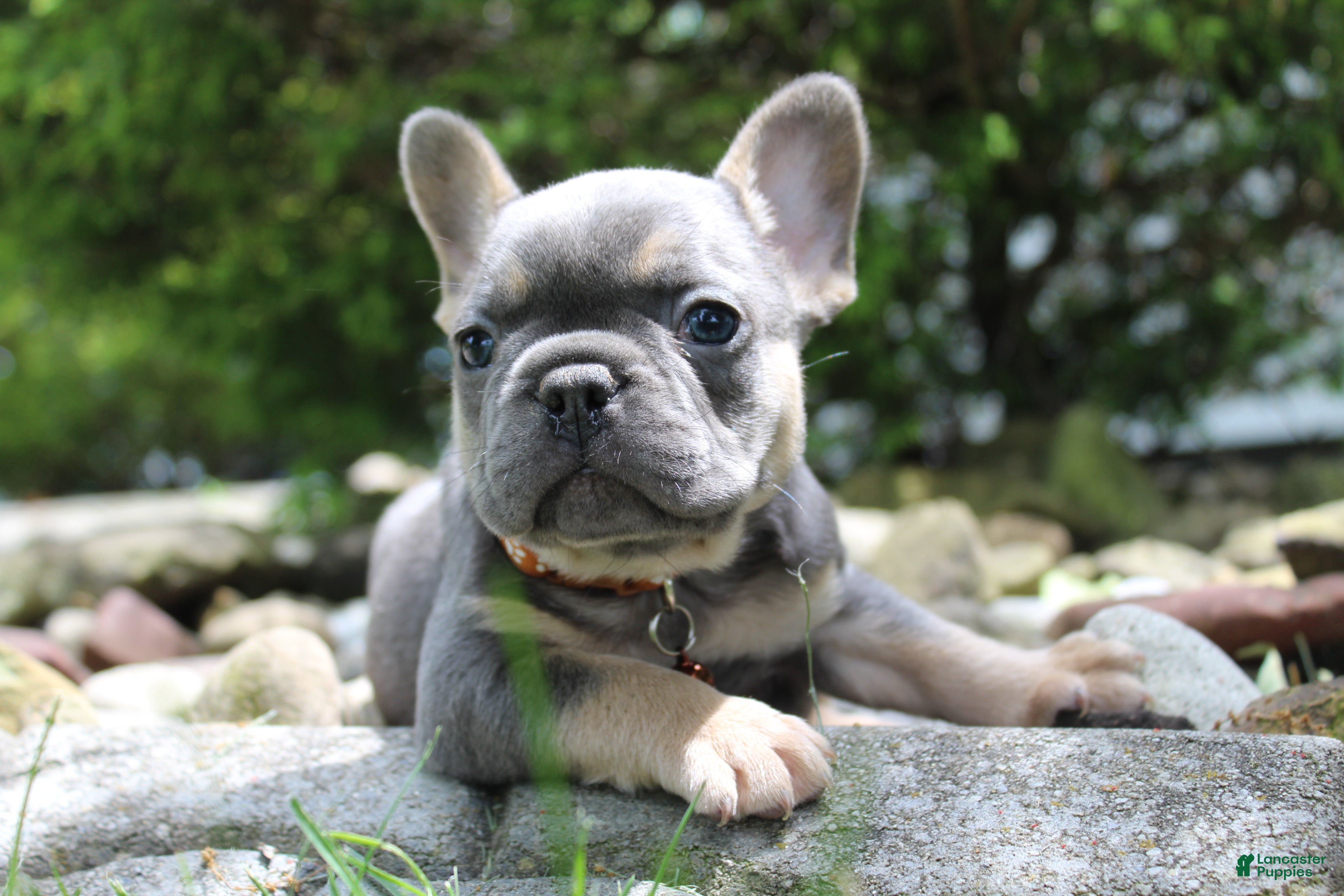 French Bulldog dogs for sale: AKC Jack - Ad 2