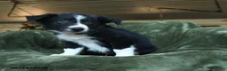 Border Collie dogs for sale: Aisling - Ad 2