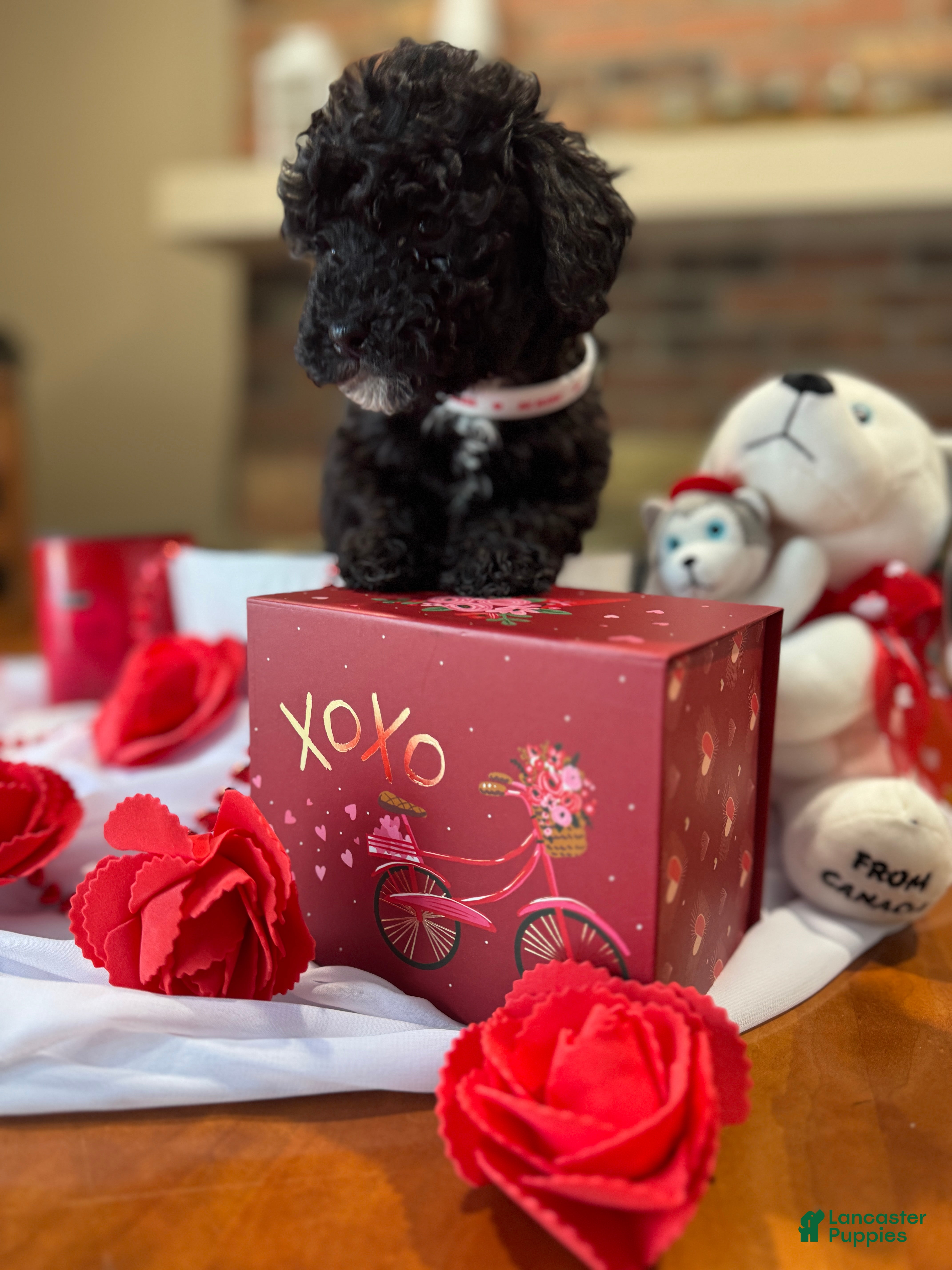 Toy Poodle dogs Mamba - Ad 2