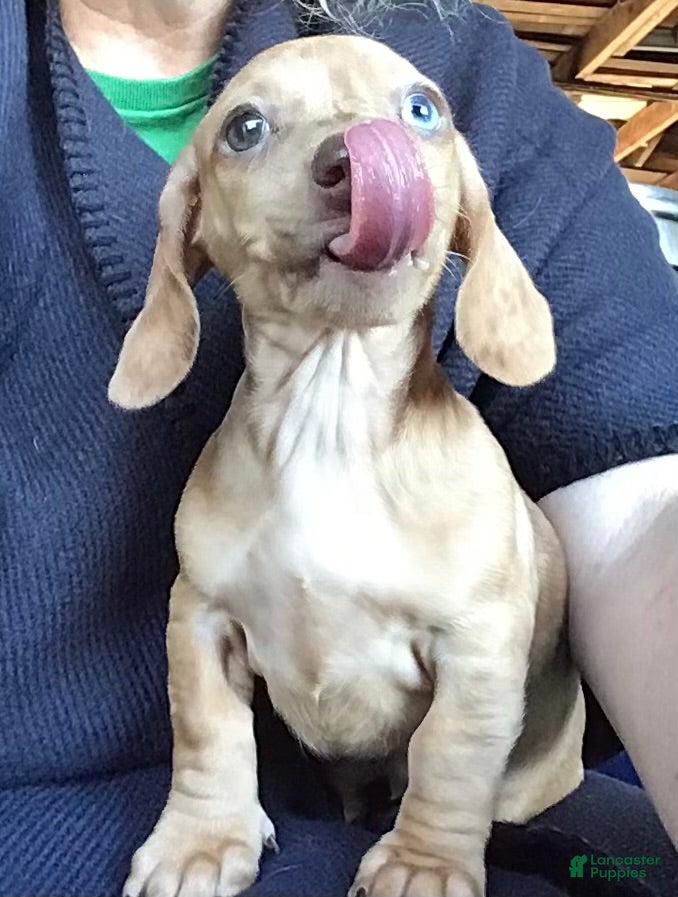 Dachshund dogs for sale: Wanda B  - Ad 13