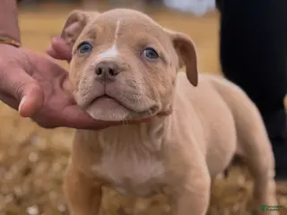 American Bully dogs Layla - Ad 5