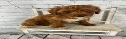 Cavapoo dogs for sale: Rosie - Ad 6