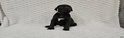 Cane Corso dogs for sale: Cane Corso Puppy 1 - Ad 4