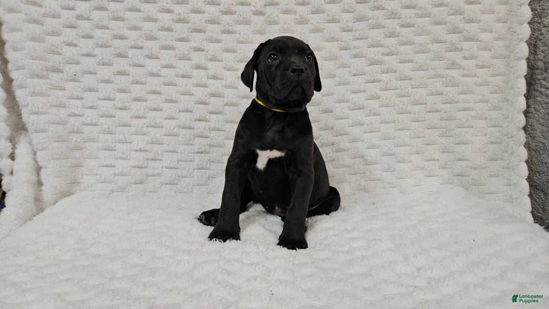 Cane Corso dogs for sale: Cane Corso Puppy 1 - Ad 4