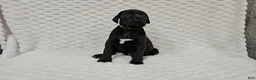 Cane Corso dogs for sale: Cane Corso Puppy 1 - Ad 4