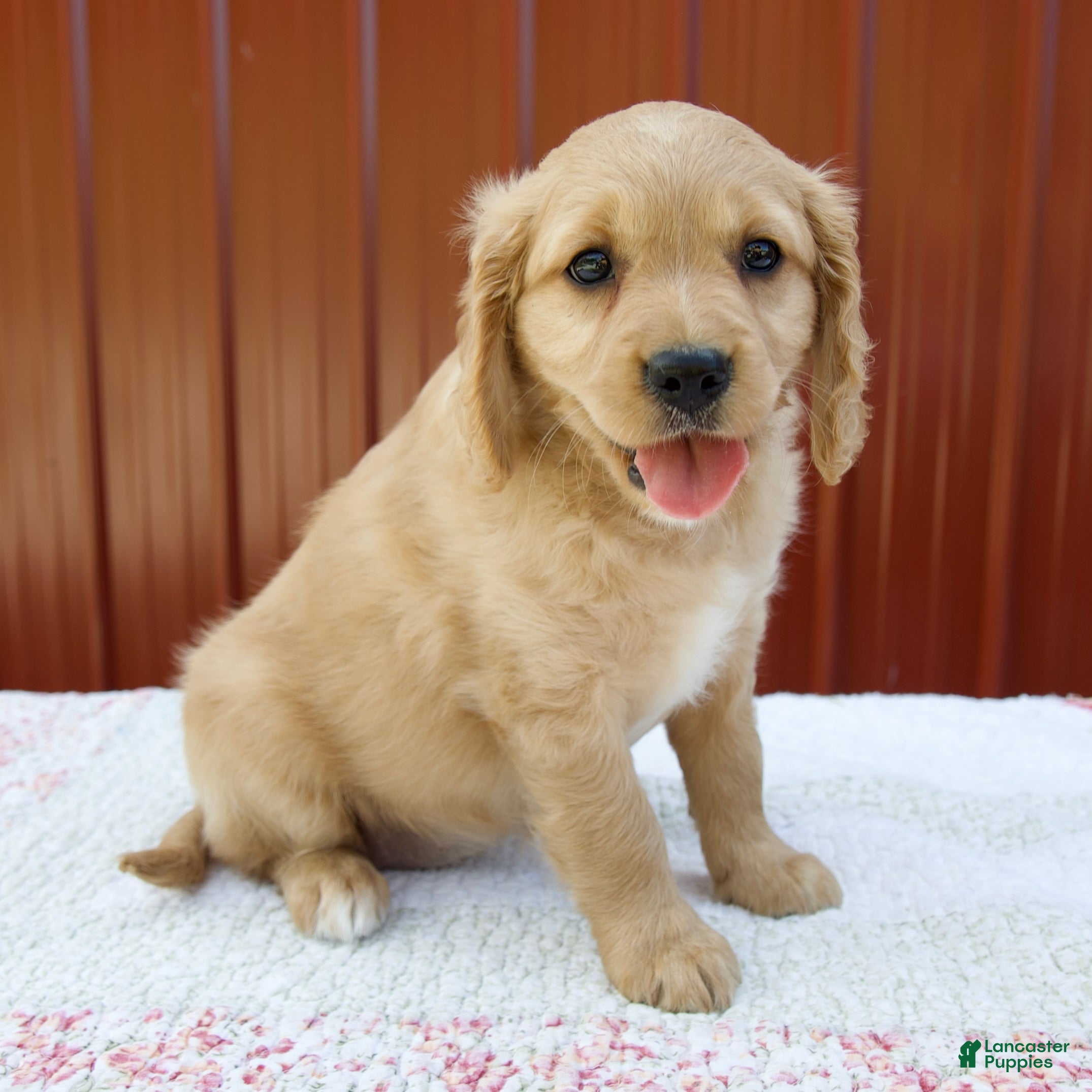 Miniature Golden Retriever dogs Ginger - Ad 2