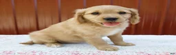 Miniature Golden Retriever dogs for sale: Ginger - Ad 2