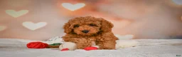 Cavapoo dogs for sale: Clara - Ad 8