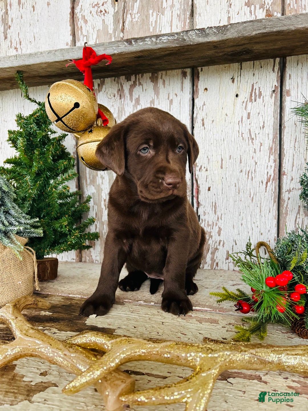 Labrador Retriever dogs for sale: Twinkle  - Ad 2