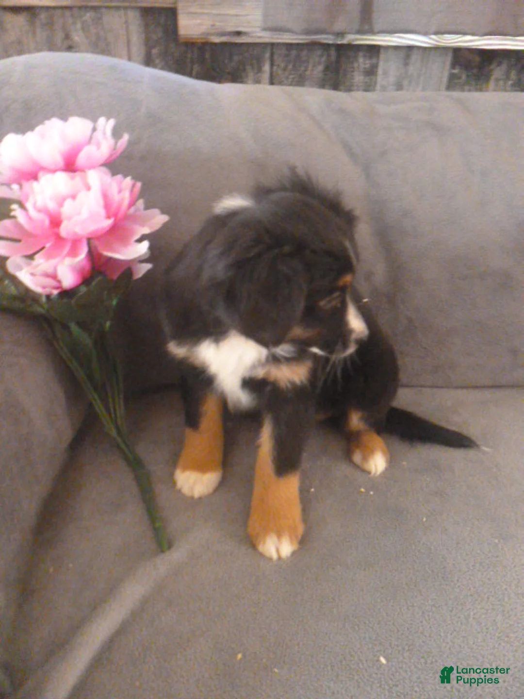 Miniature Australian Shepherd dogs for sale: Nessa - Ad 3