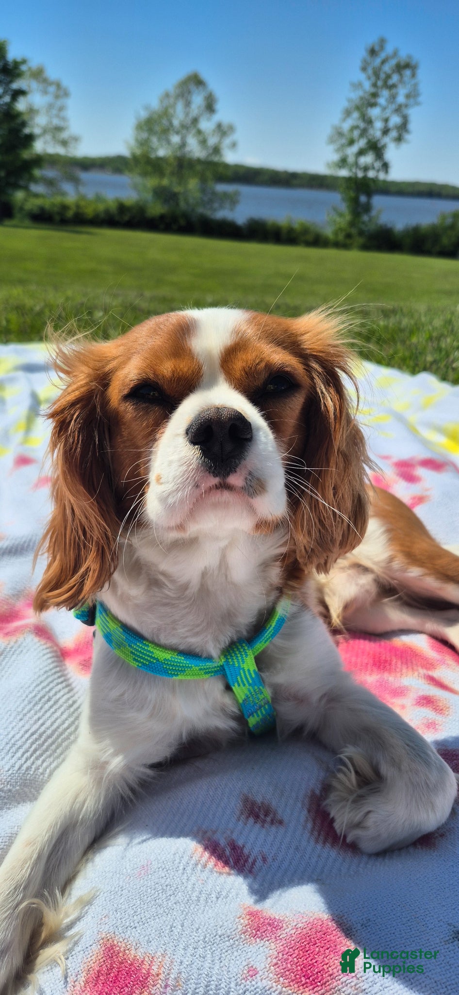 Cavalier King Charles Spaniel dogs for stud: Stud  - Ad 2