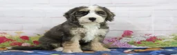 Mini Bernedoodle dogs for sale: Lola - Ad 2
