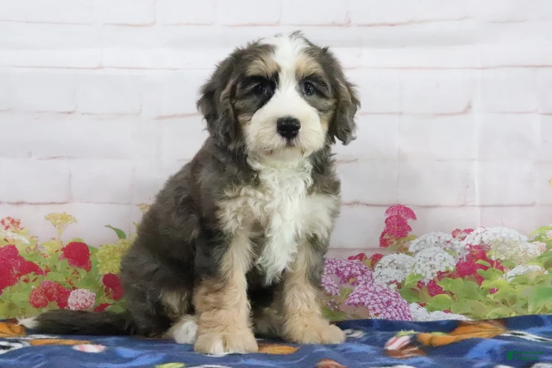 Mini Bernedoodle dogs for sale: Lola - Ad 2