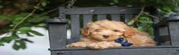 Havapoo dogs for sale: Eugene 💛🐾 - Ad 4