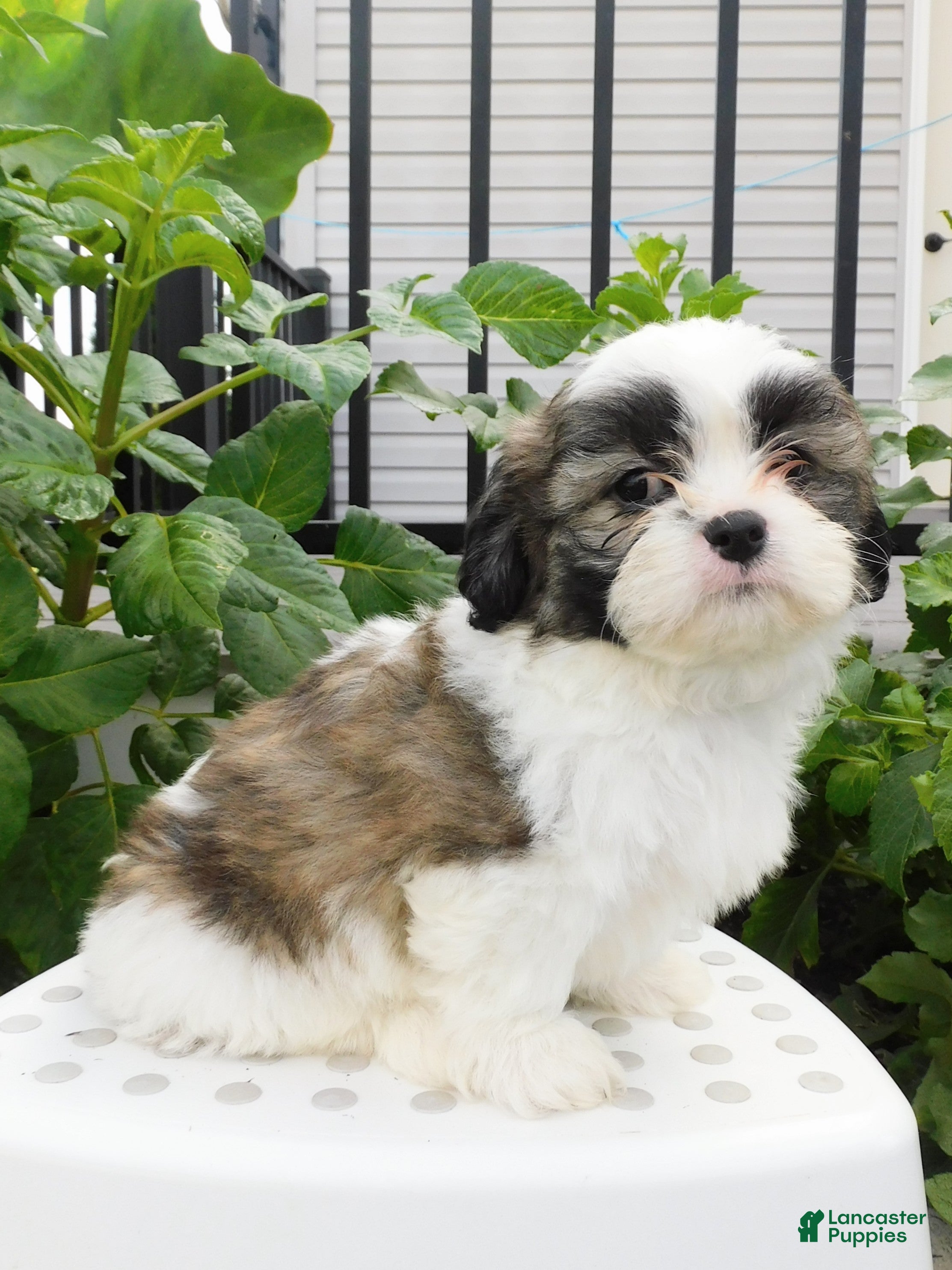 Teddy Bear dogs Parker - Ad 2