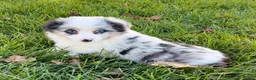 Miniature Australian Shepherd dogs for sale: Sasha - Ad 5