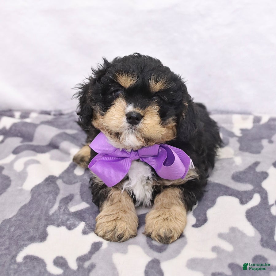 Cavapoo dogs Apollo - Ad 2
