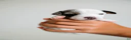 Jack Russell Terrier dogs for sale: Jack Russell Terrier 4 - Ad 6