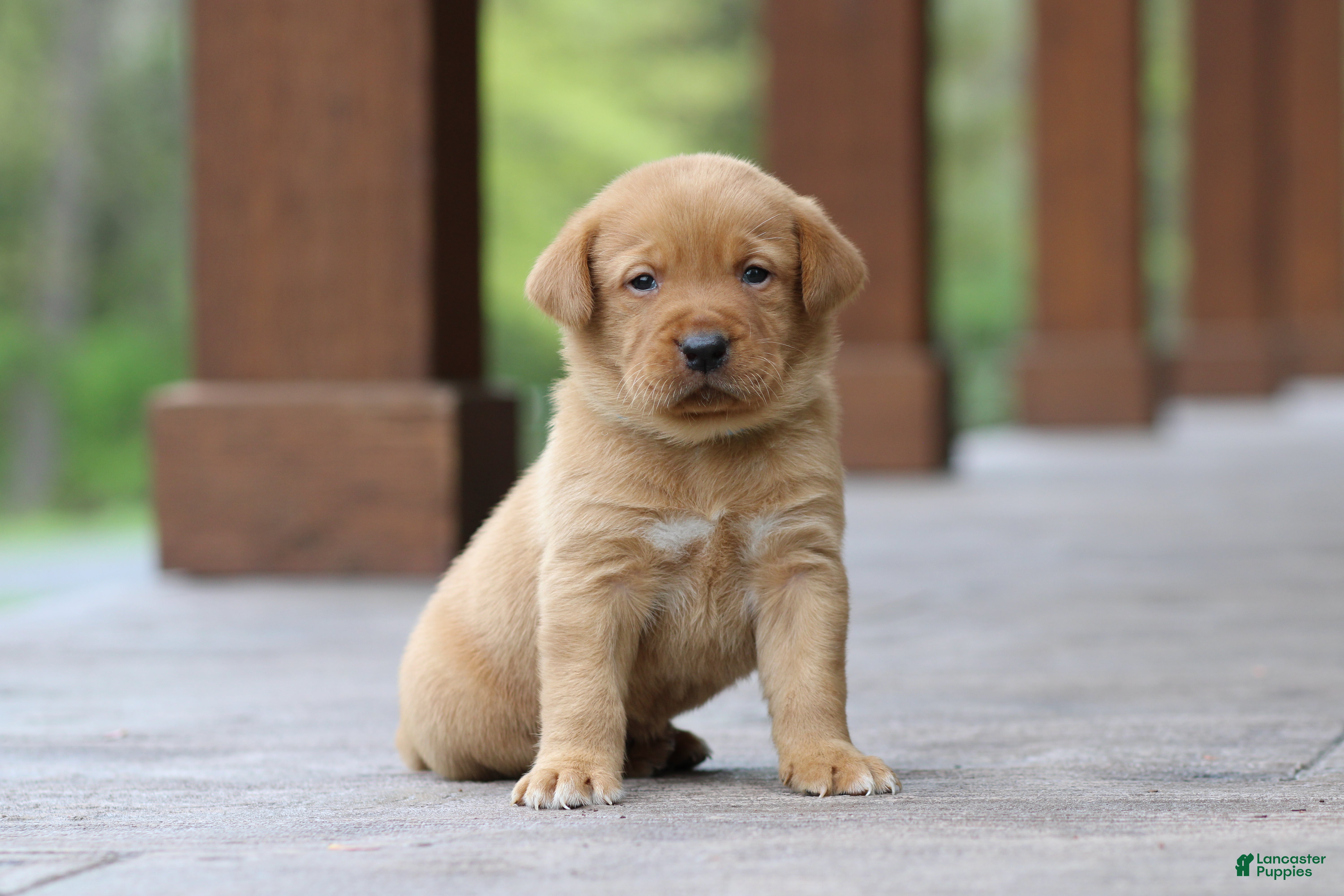 Labrador Retriever dogs for sale: Champ - Ad 2