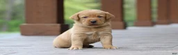 Labrador Retriever dogs for sale: Champ - Ad 1