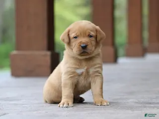 Labrador Retriever dogs for sale: Champ - Ad 2