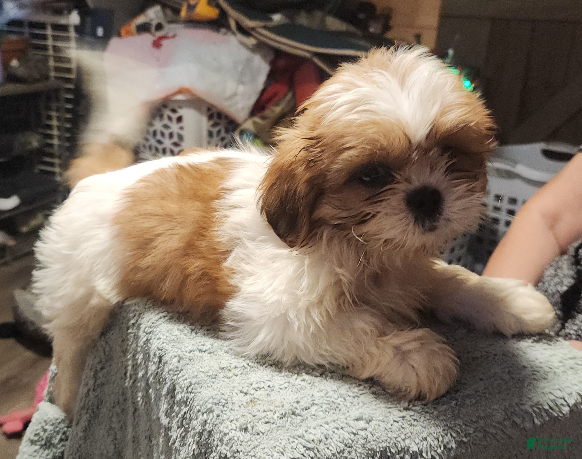 Shih Tzu dogs for sale: Tom - Ad 2