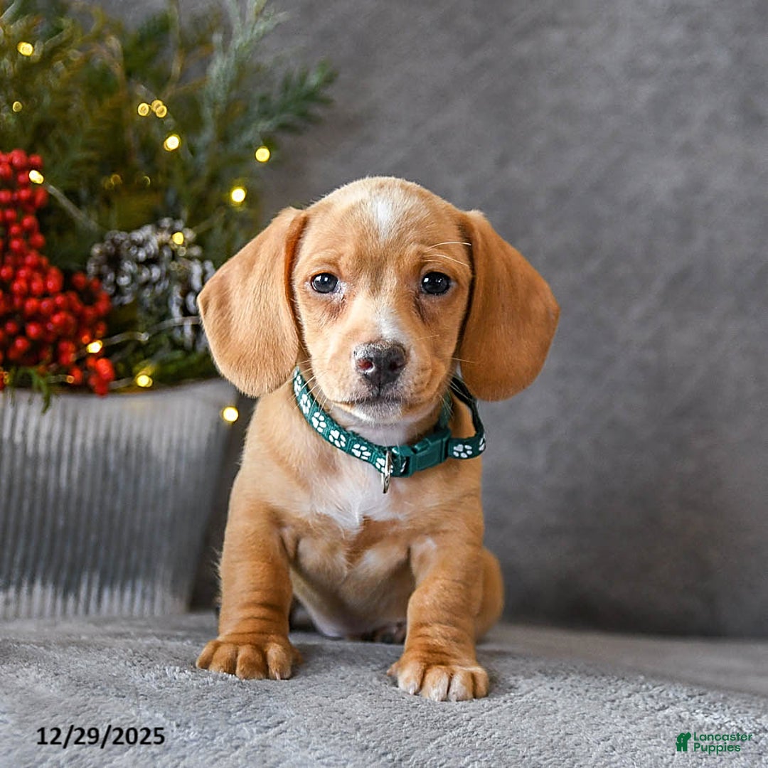 Miniature Dachshund dogs for sale: Sasha - Ad 4