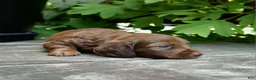 Miniature Dachshund dogs for sale: Pauli - Ad 3