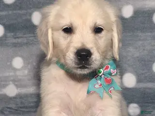 Golden Retriever dogs Justin - Ad 38